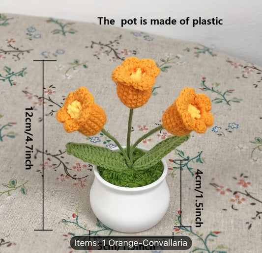 MINI ORANGE MYOSOTIS